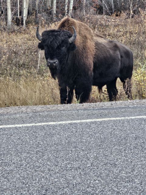 Yellowknife: Bison Highway Road Tour - Location and Contact