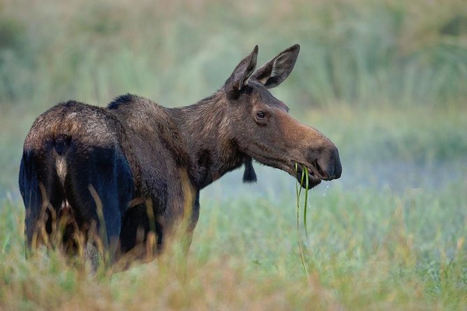 Yellowstone Lower Loop Guided Tour From Cody, Wyoming - Cancellation Policy