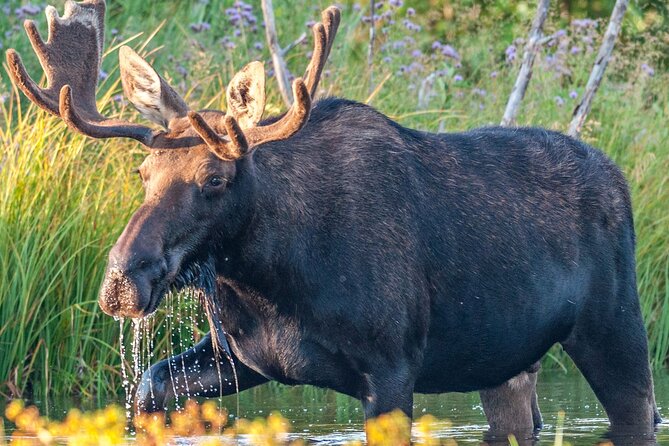 Yellowstone National Park Tour From Jackson Hole - Booking Information