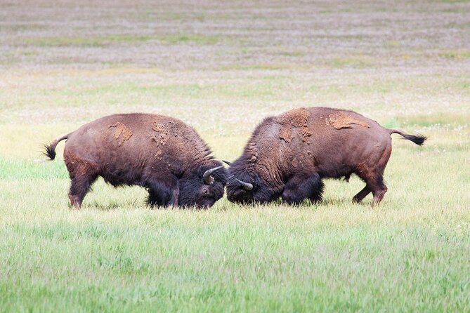Yellowstone Wildlife Safari From Bozeman - Private Tour - Pricing