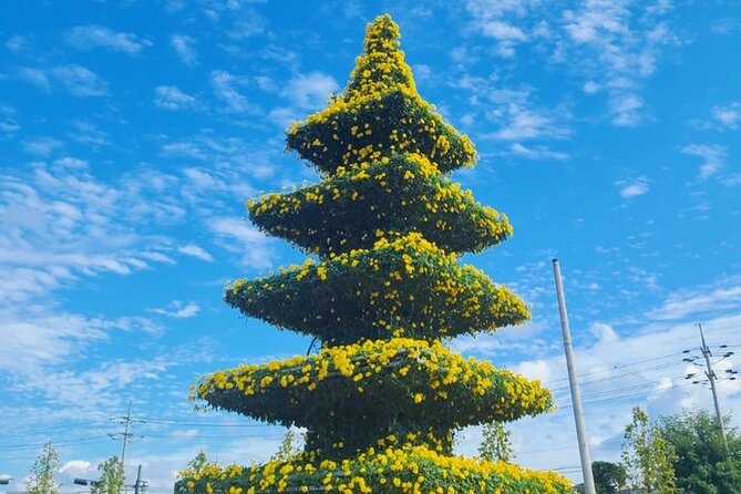 Yeoncheon Chrysanthemum Festival - Pyeongtaek Departure - Important Reminders