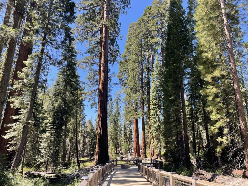 Yosemite, Giant Sequoias, Private Tour From San Francisco - Essential Booking Details and Benefits