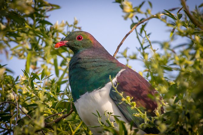 Zealandia - Twilight Guided Eco Wildlife Tour - Reviews and Traveler Feedback