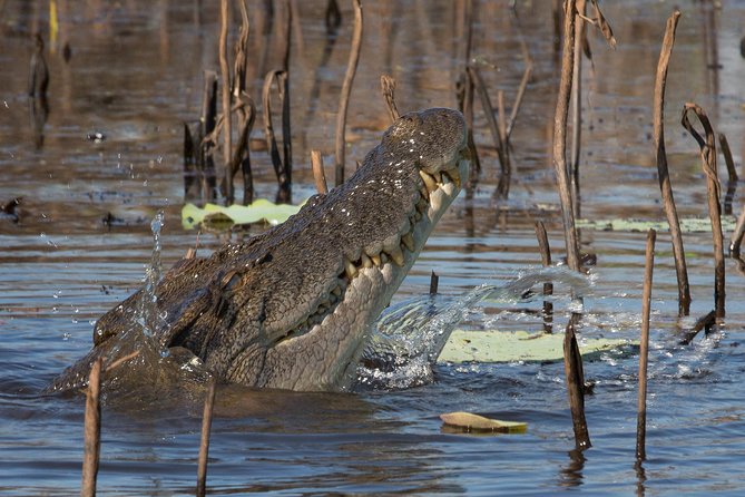 1 Day Corroboree Billabong Wetland Experience Including 2.5 Hour Cruise Lunch - Tour Guide Evans Recognitions