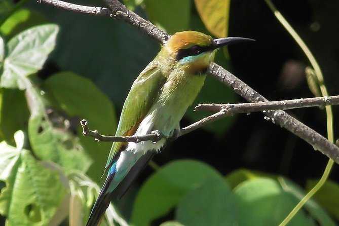 1-Hour Daintree River Wildlife Cruise - Overall Experience