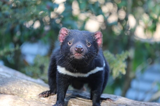 1-Hour Tasmanian Devil Feeding Day Tour at Cradle Mountain - Meeting Details