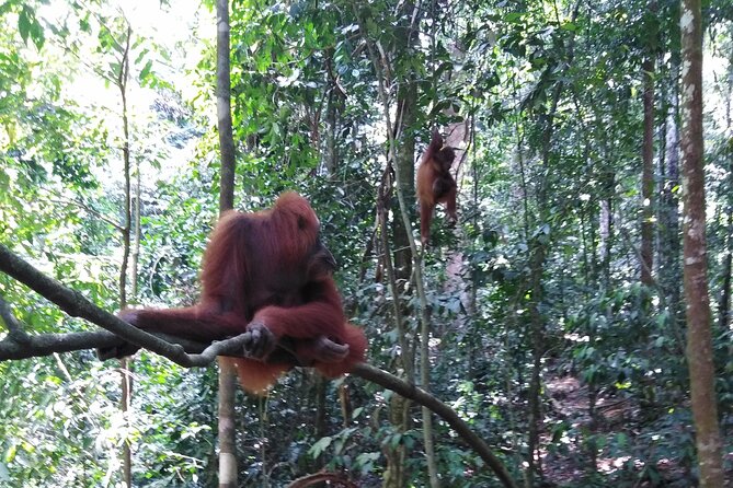 2 Days 1 Night in THE JUNGLE Mount Leuser ( See ORANGUTAN) - Safety Guidelines