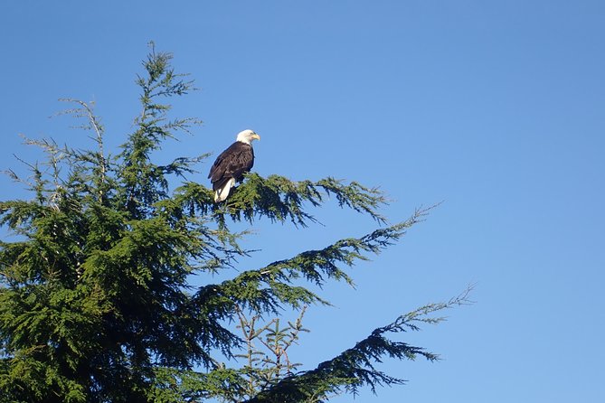 2 Hour Alaska Rainforest Walk and Totem Park Small Group Tour - Visit Locations