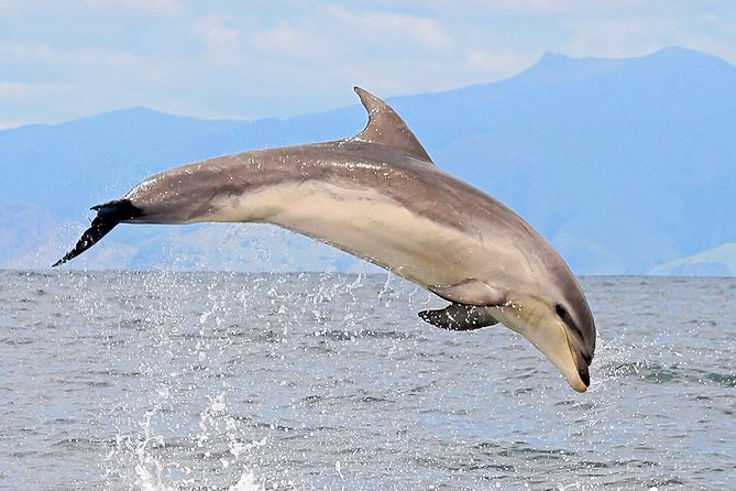 2 Hour Dolphin Viewing Eco-Tour From Picton - Additional Information