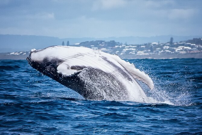 2-Hour Guided Whale Watching Tour at Noosa - Traveler Testimonials
