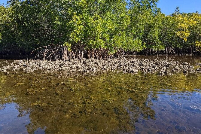 2 Hours Kayak Eco Tour in Tarpon Springs - Directions