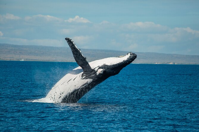 7 Hours Off Peak Whale Shark and Ningaloo Reef Tour in Exmouth - Additional Details