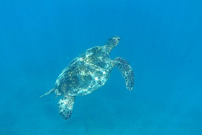 9am Turtle Canyon Snorkel Adventure - Snorkeling Experience