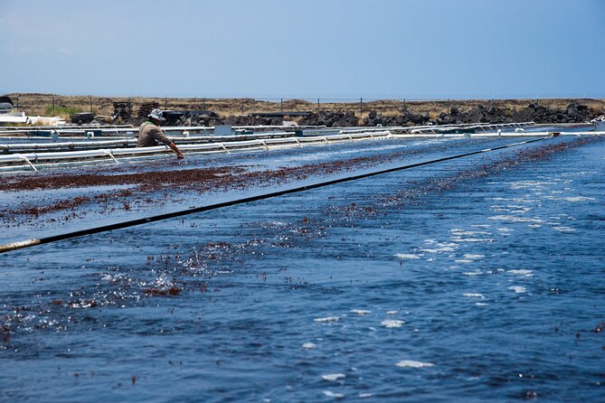 Abalone Farm Tour - Meeting and Pickup Information