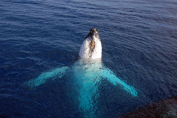 Adventure Sail From Lahaina Harbor - Recommendations and Experiences