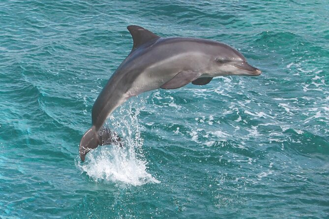 Afternoon "Honu" Hawaiian Green Sea and Dolphin Snorkel and Sail - Booking Information