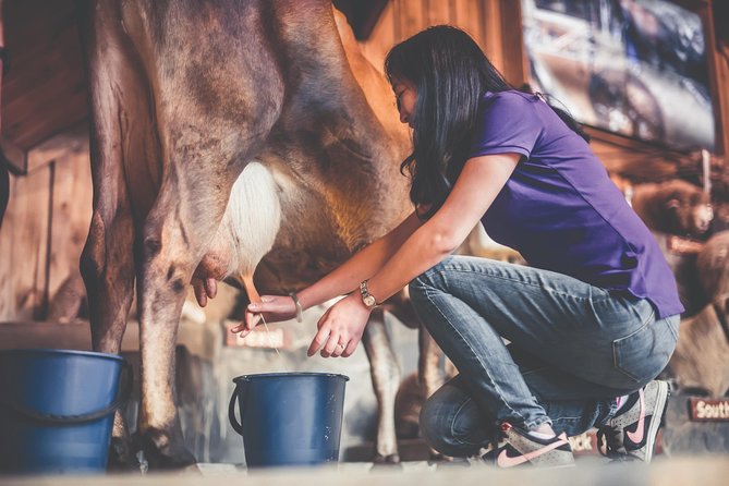 Agrodome Farm Experience Including Farm Show and Farm Tour - Rotorua - Traveler Reviews and Recommendations