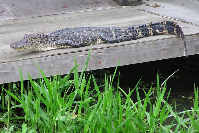 Airboat and Plantations Tour With Gourmet Lunch From New Orleans - Tour Guide Insights