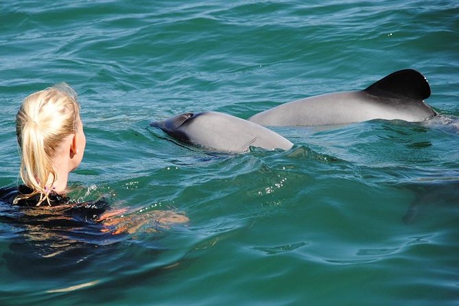 Akaroa and Banks Peninsula Small Group Tour (Nature Cruise or Dolphin Swim) - Additional Information