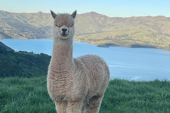 Akaroa Day Tour From Christchurch - Tour Time Confirmation Process