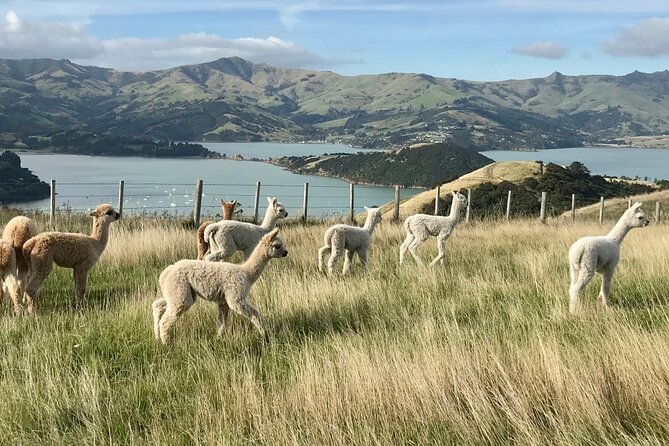 Akaroa Eco-Safari With Alpaca Farm Tour and Wine Tasting - Wine Tasting