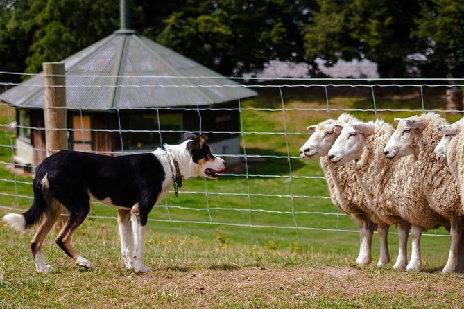 Akaroa Shore Excursion: Banks Peninsula, Christchurch City Tour and Sheep Farm Tour - Additional Feedback