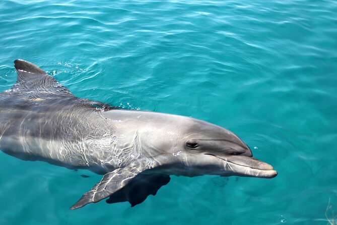 All-Inclusive Dolphin & Tangalooma Wrecks Day Cruise (Gold Coast Transfer) - Snorkeling at Tangalooma Wrecks