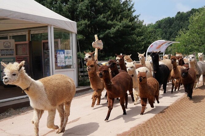 Alpaca World and Nami Island With Gangchon Rail Bike Tour - Experience Details and Itinerary
