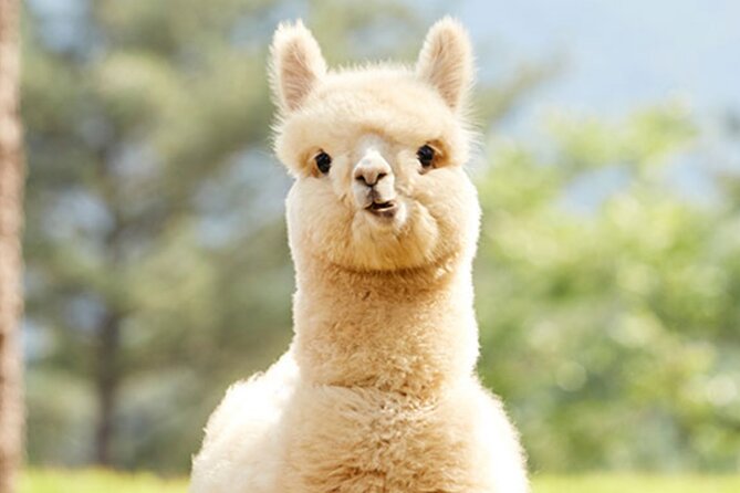 Alpaca World With Gangchon Rail Park One Day Tour - Sum Up