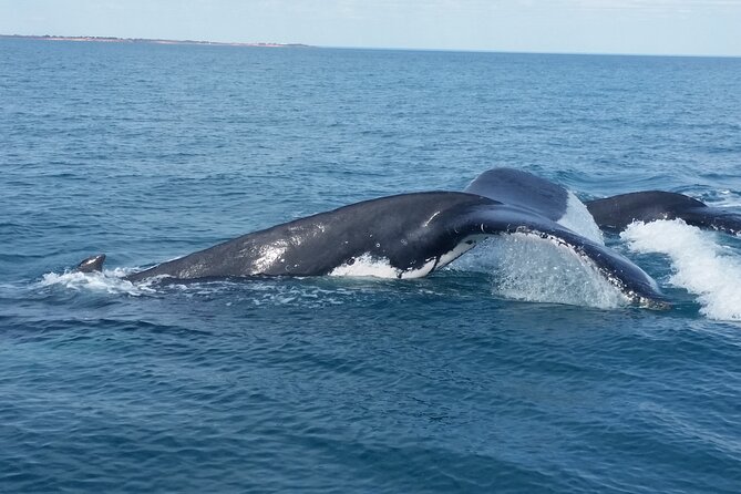 AOC Whale Watching From Broome - Additional Details and Logistics