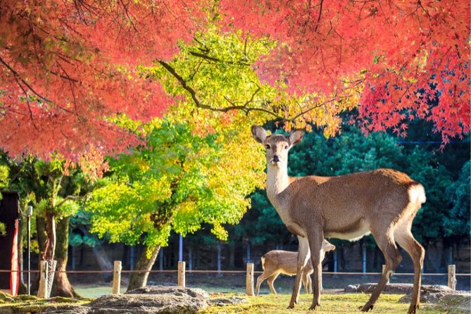 Arima Onsen, TōDai-Ji, Kobe Sanda Outlets & Nara Park From Osaka - Best Time to Visit These Attractions