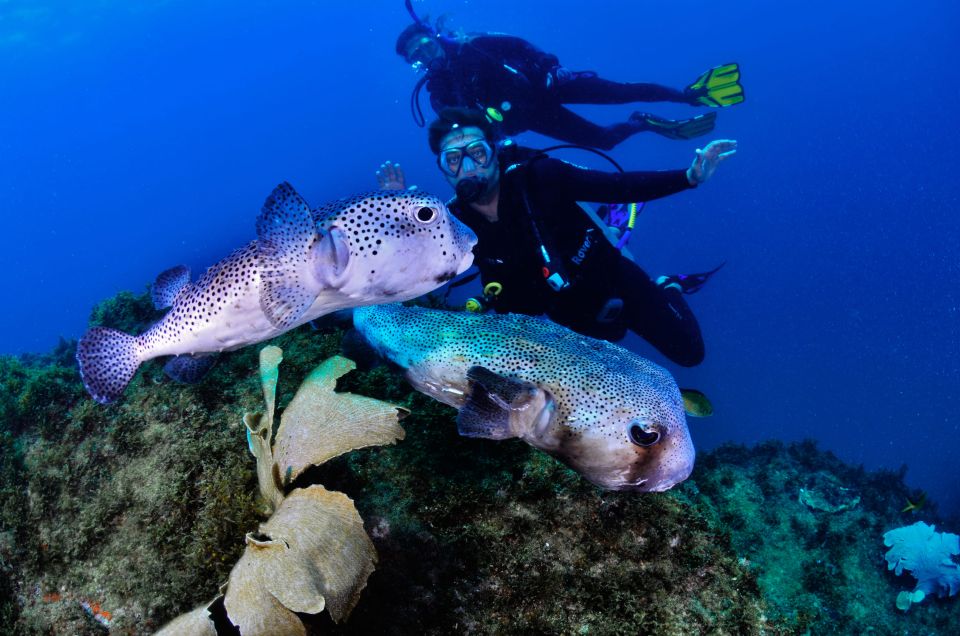 Arraial Do Cabo: Scuba Diving Experience - Safety and Additional Information