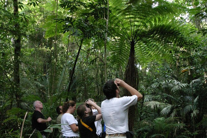 Atherton Tablelands Rain Forest by Night From Cairns - Tour Highlights and Overall Experience