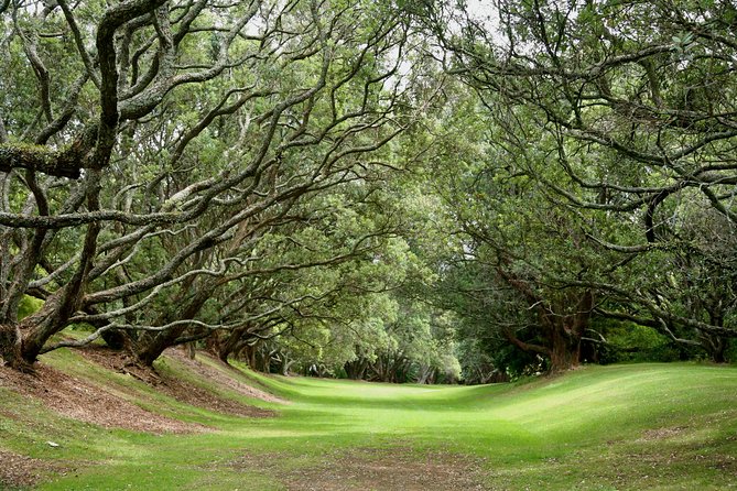 Auckland City Highlights Experience - Fully Guided Small Group Day Tour - Additional Information