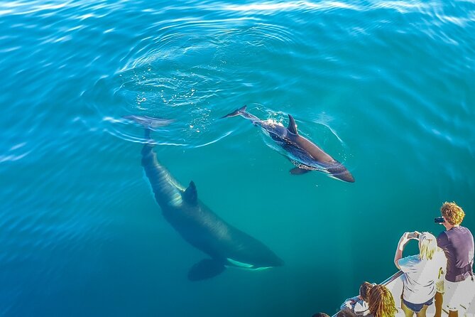 Auckland Dolphin and Whale Watching Eco-Safari Cruise - Customer Reviews