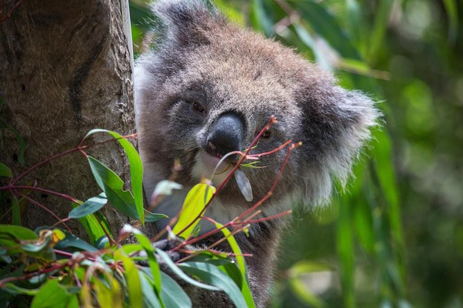 Australian Wildlife Tour at Melbourne Zoo Ticket - Excl. Entry - Souvenir Opportunities