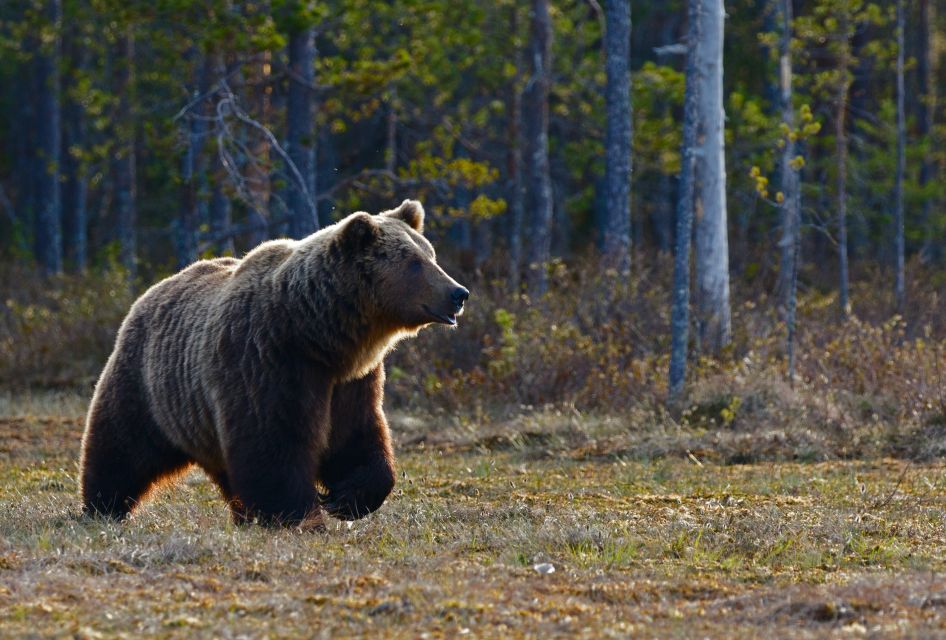 Banff: Highlights and Wildlife Group Tour - Full Tour Description