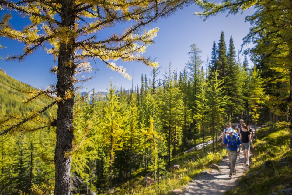 Banff National Park: Guided Signature Hikes With Lunch - Customer Reviews and Ratings