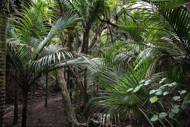 Beautiful Nature Tours Auckland - Private Tour - Directions