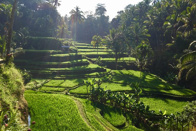 Best of Ubud Waterfalls, Tegalalang Rice Terrace and Swing Tour - Common questions