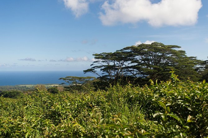 Big Island Kohala Canopy Zipline Adventure - Common questions