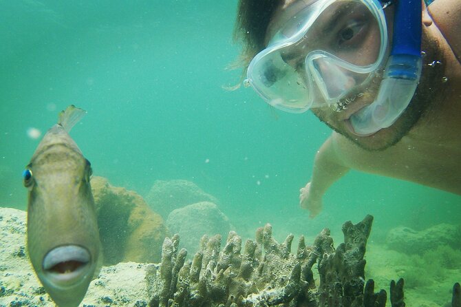 Biologist-Guided Adventure: Dolphin Watching and Key West Reefs - Wildlife Spotting Tips