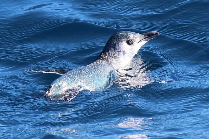 Bird Watching and Dolphin Eco-Tour From Picton - Wild Dolphin Encounter