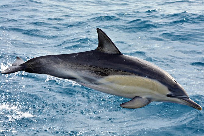 Blue Whale Perth Canyon Expedition - Marine Life Sightings