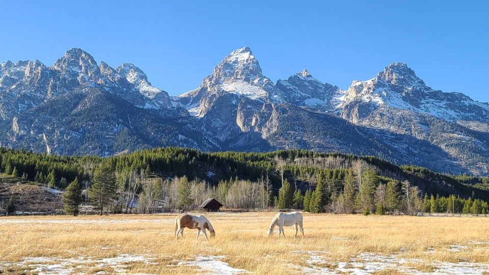 Bozeman: Yellowstone & Grand Teton National Park With Hotel - Accommodations and Amenities