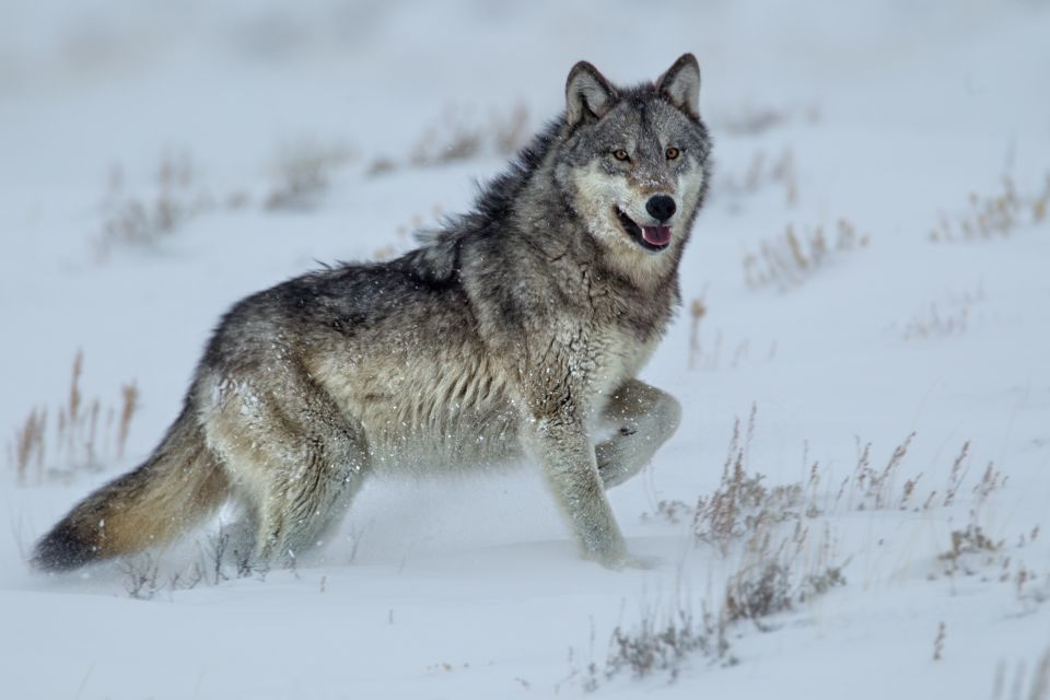 Bozeman: Yellowstone Wolves and Winter 4Day/3Night Adventure - Accommodation and Logistics