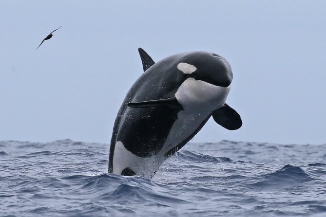 Bremer Canyon Killer Whale (Orca) Expedition - Additional Information for Participants