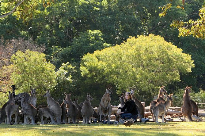 Brisbane River Cruise With Entry to Lone Pine Koala Sanctuary - Sum Up