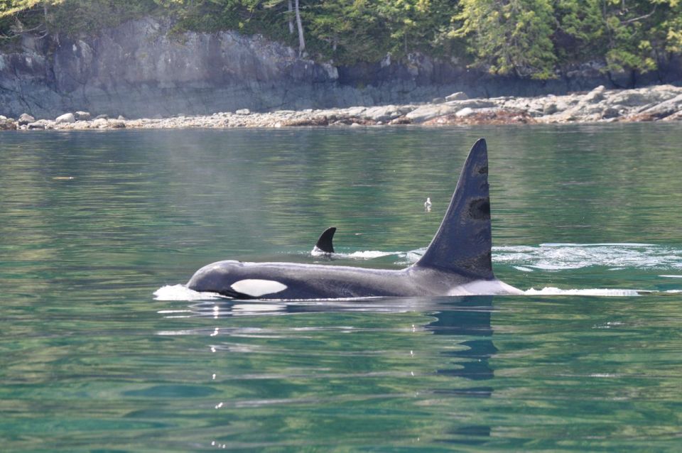 Campbell River: 6-Hour Whale Watching Boat Tour - Pricing and Gift Options