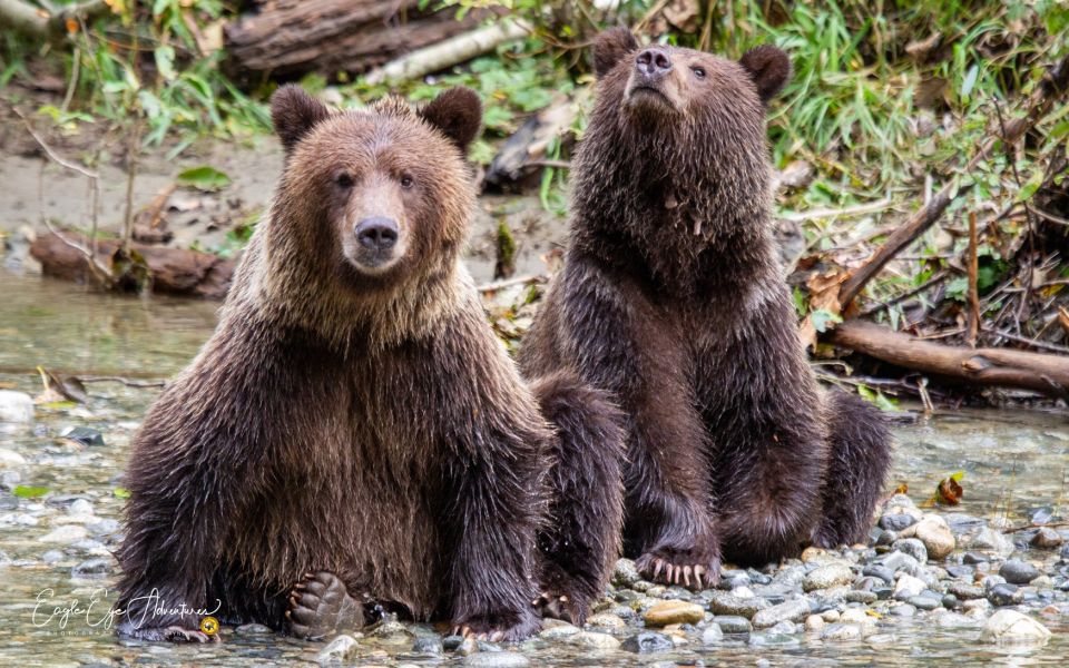 Campbell River: Full-Day Grizzly Bear Tour - Sum Up